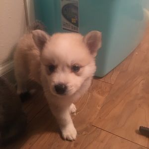 Meet your Posher, Ivy